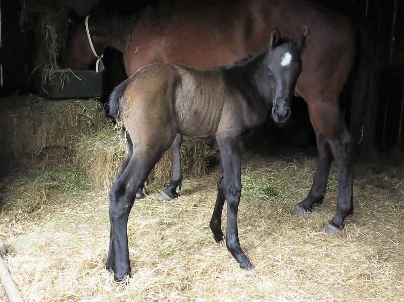 056 Li'l Orpen Annie x Jungle Ruler grf 19-10 1d